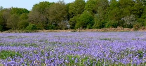 Bluebells on Ditchling Common Bluebells on Ditchling Common