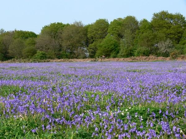 Bluebells on Ditchling Common