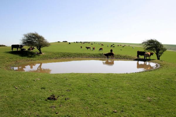 Pond on the South Downs